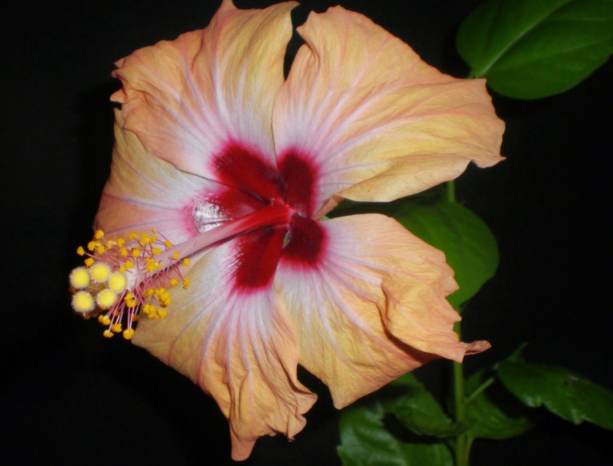 Гибискус сорт Бангкок