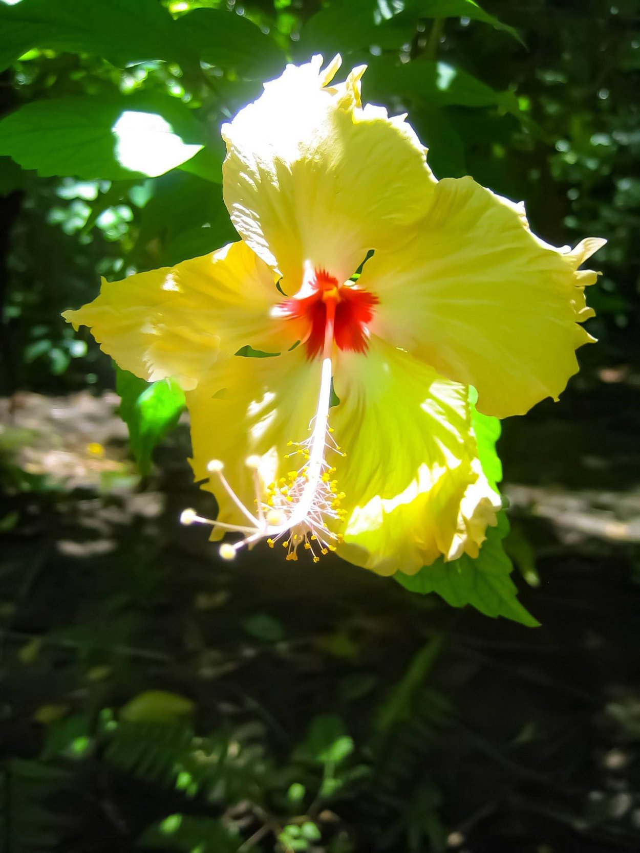 Цветок гибискус Липовидный