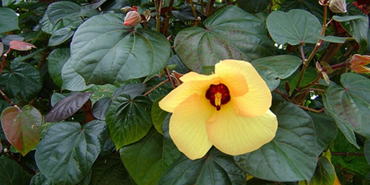 Гибискус липолистный вариегатный