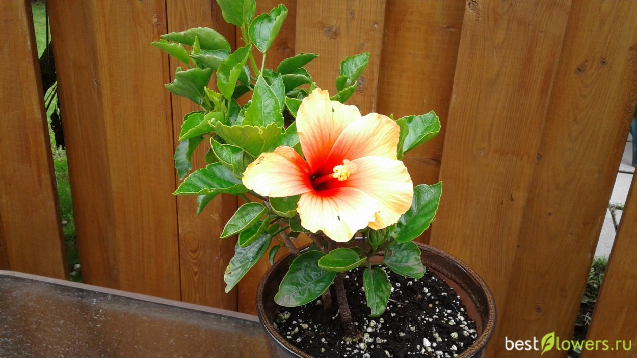 Гибискус мраморный