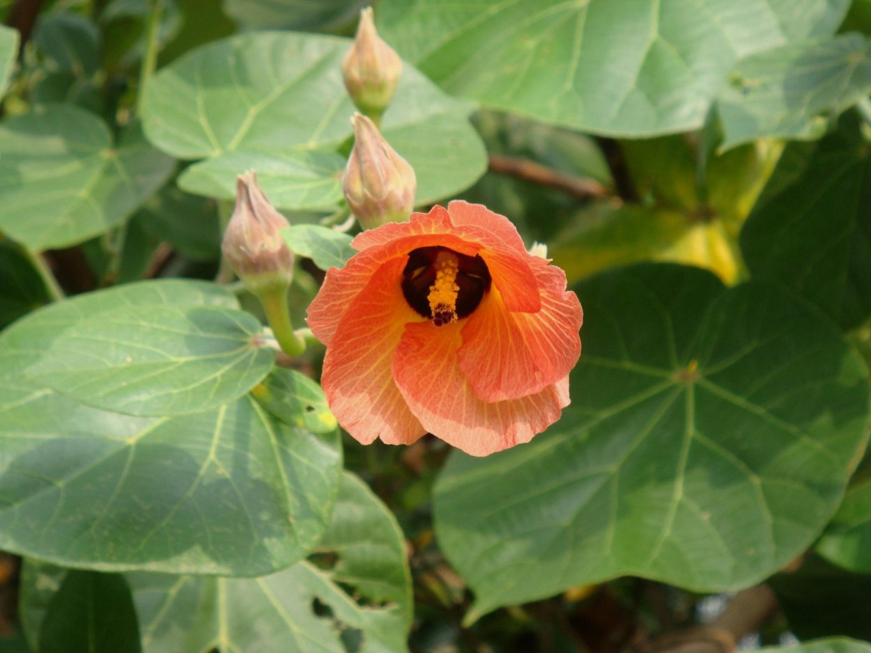 Гибискус Липовидный вариегатный