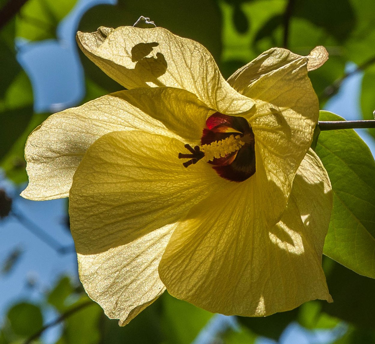 Гибискус липолистный вариегатный