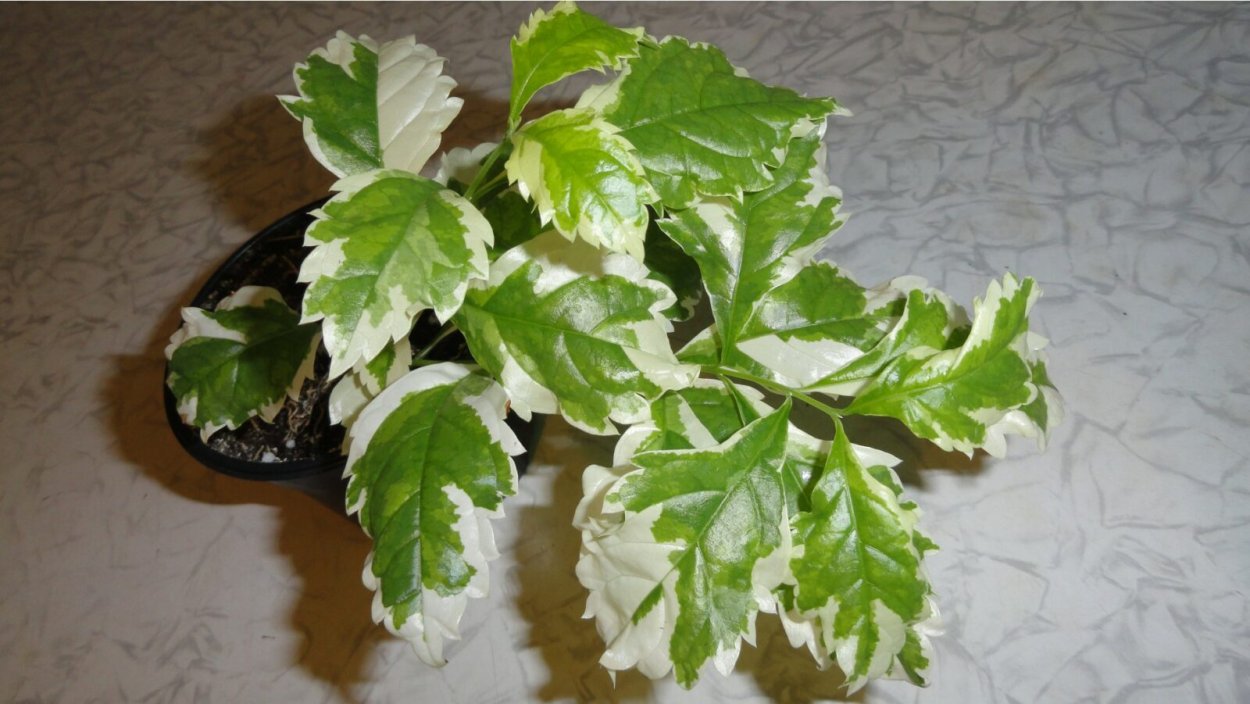 Дуранта вариегатная