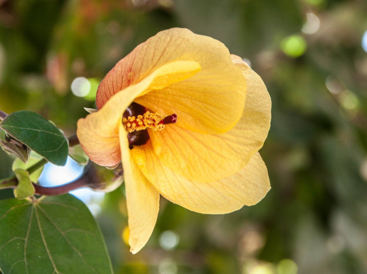 Гибискус Липовидный вариегатный