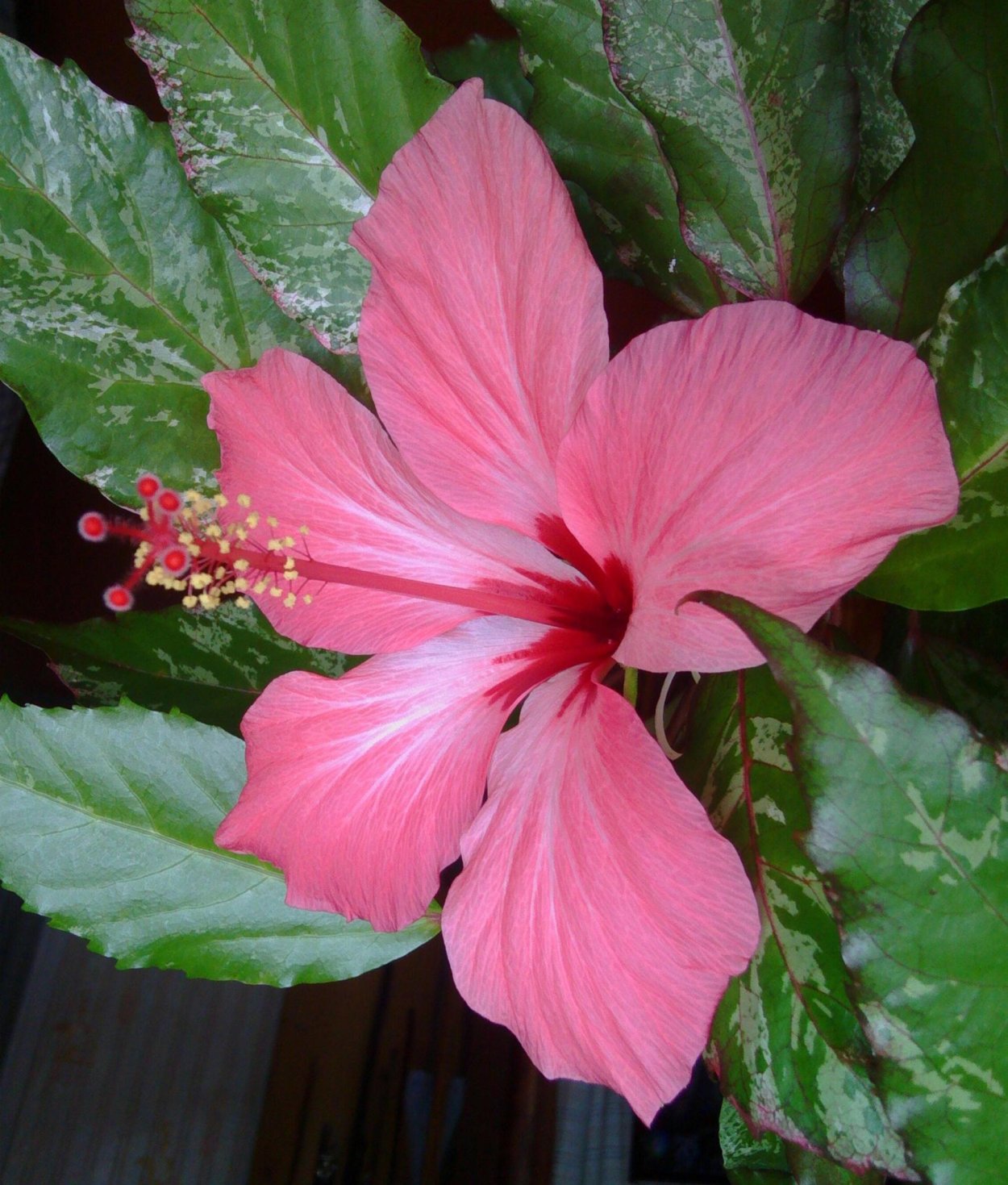 Гибискус липолистный