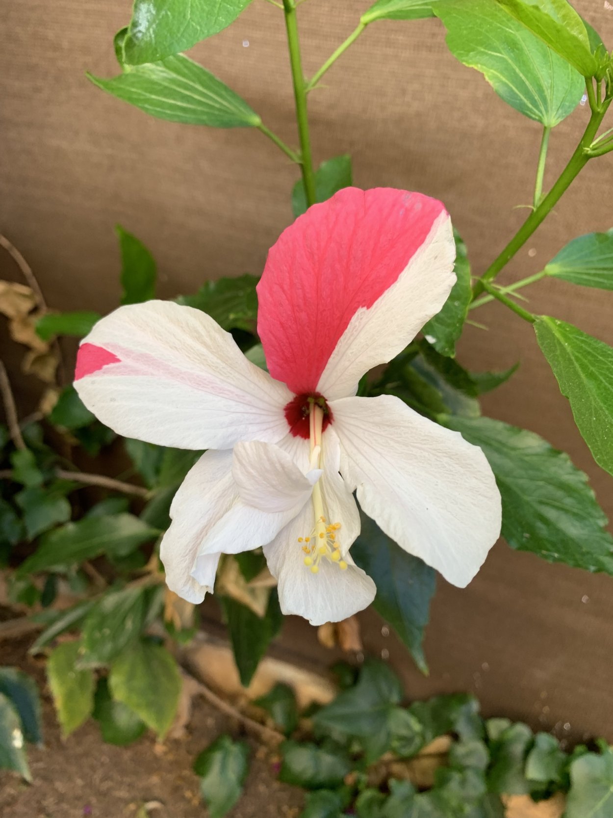 Гибискус вариегатный Снежная Королева