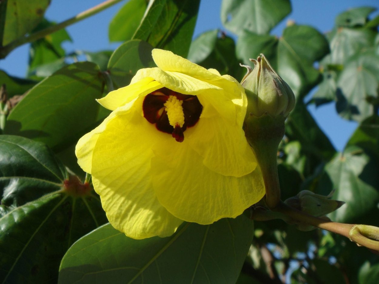Hibiscus tiliaceus дерево