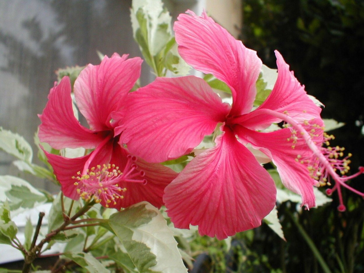 Гибискус вариегатный