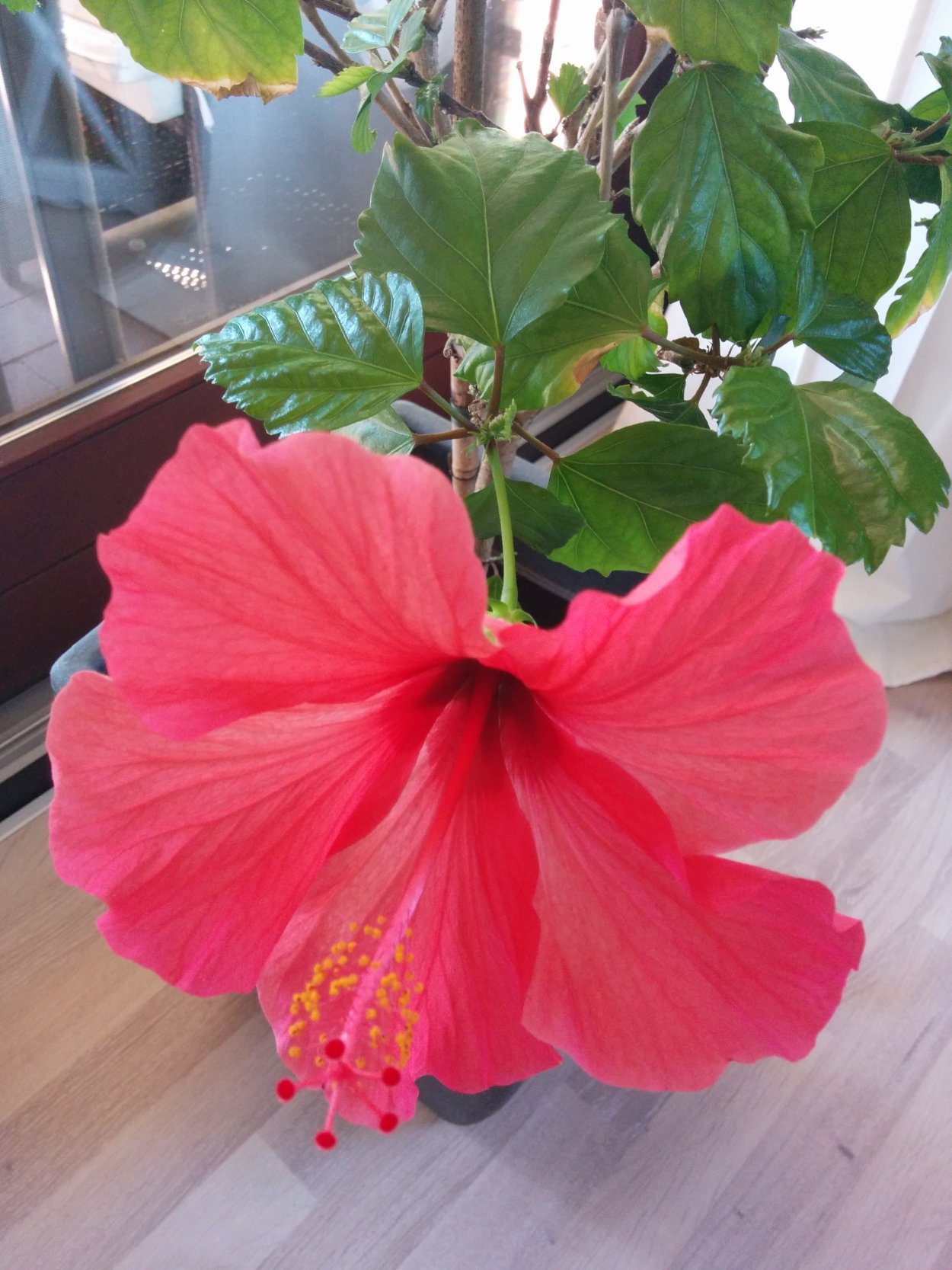 Гибискус липолистный