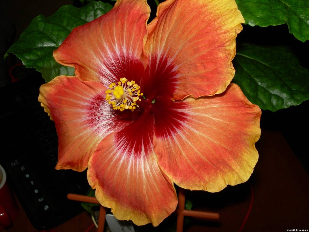 Гибискус Tahitian Arcturus Queen