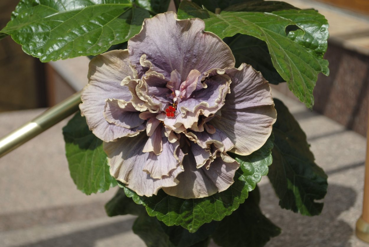 Гибискус мутабилис вариегатный