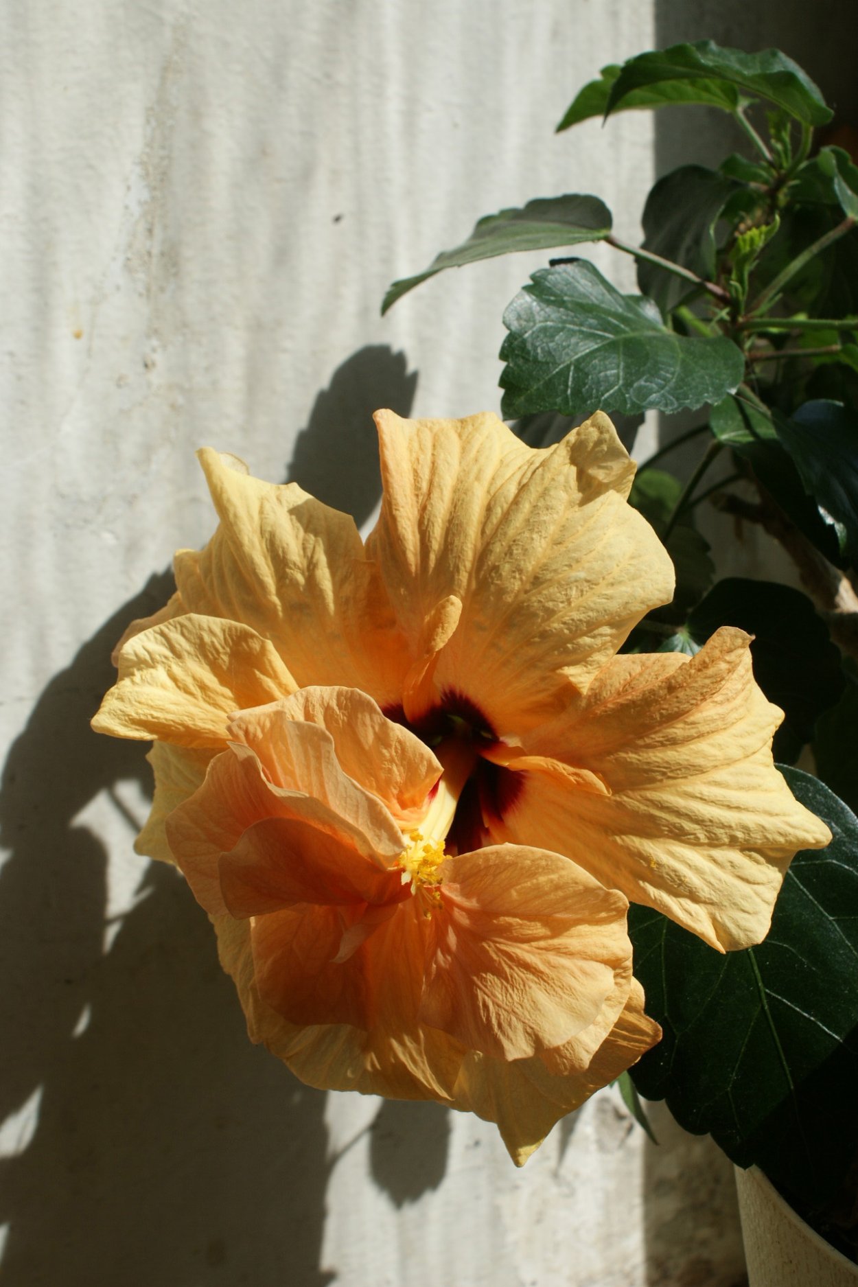 Гибискус Mount Shasta