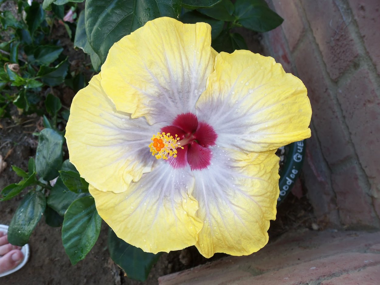 Voodoo Queen гибискус