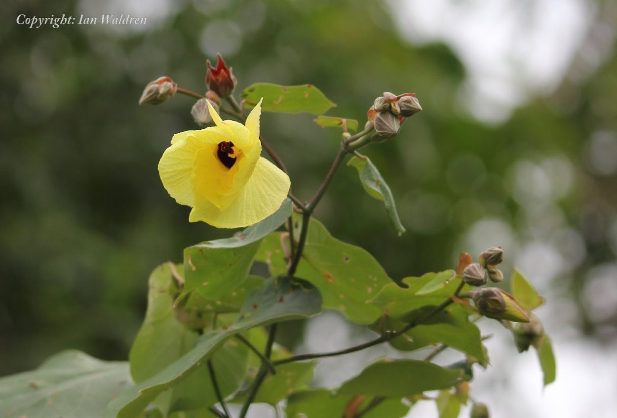 Hibiscus tiliaceus