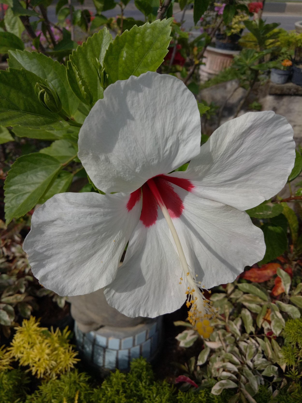 Гибискус Вайт Пилар