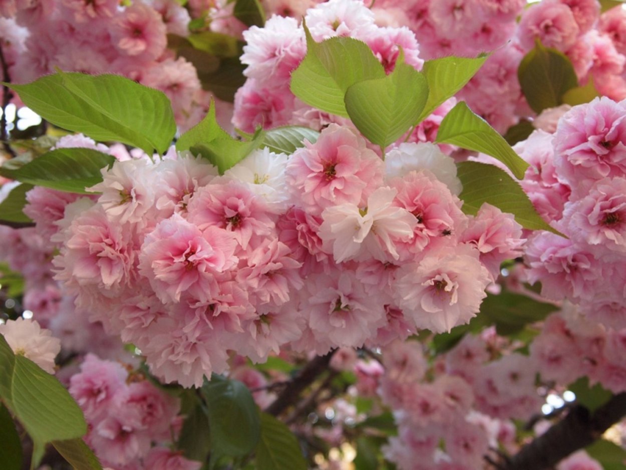 Яблоня малус Ола