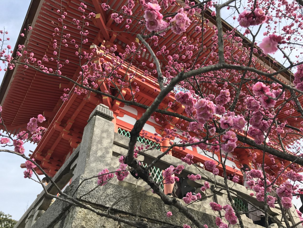 Табебуйя бонсай