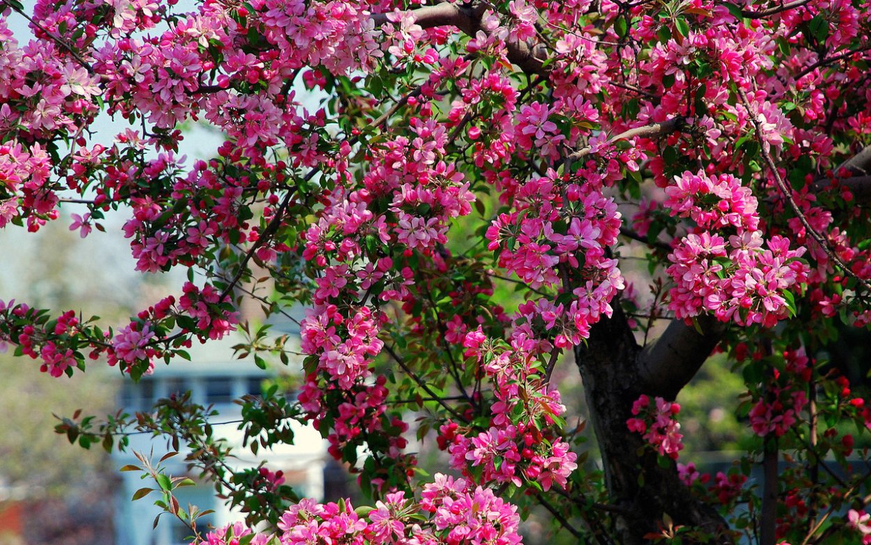 Красивое цветение деревьев