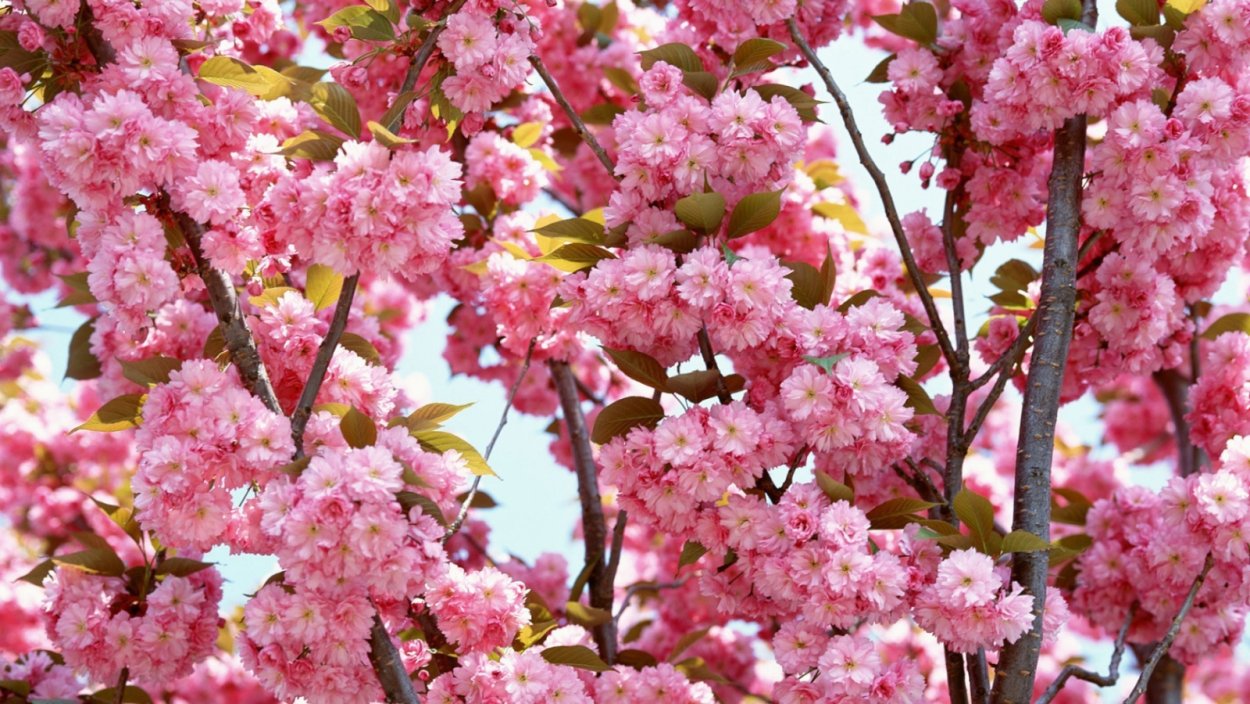 Декоративная яблоня японская Сакура