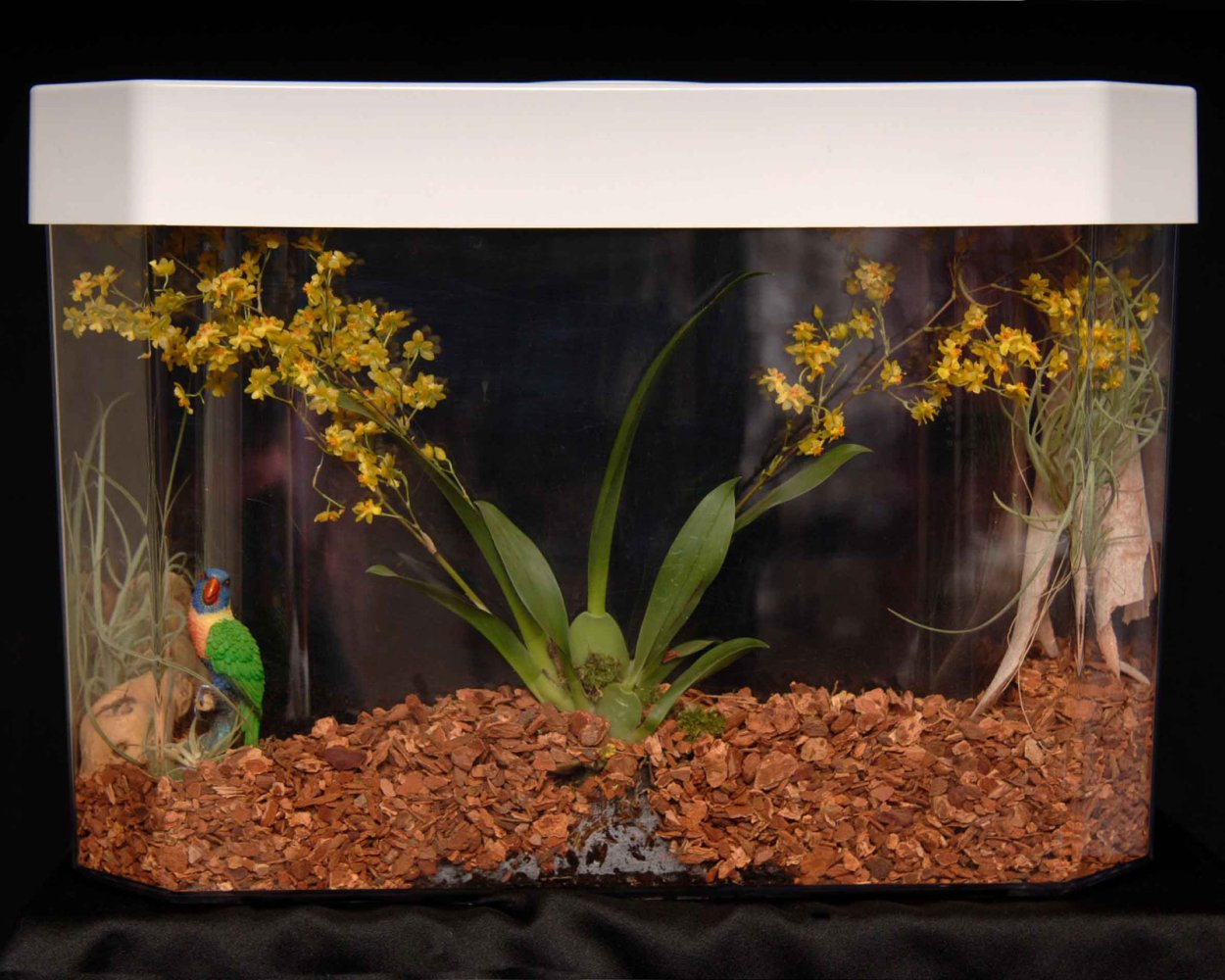 Несколько орхидей в аквариуме