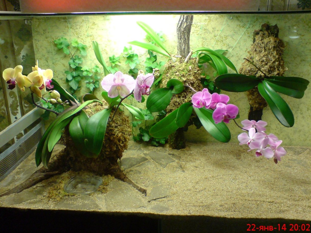 Орхидея в аквариуме