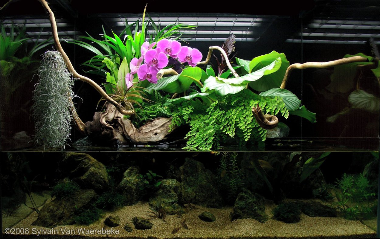 Тилландсия в палюдариуме