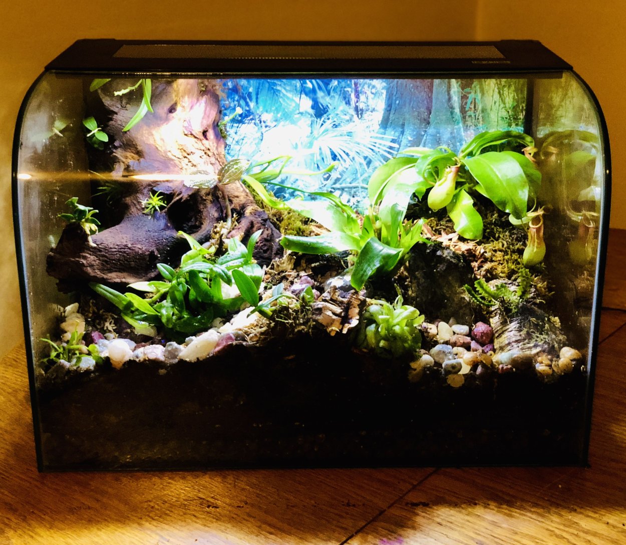 Фаленопсис в горшке флорариум