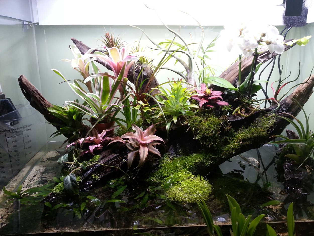 Вивариум с Бромелиями