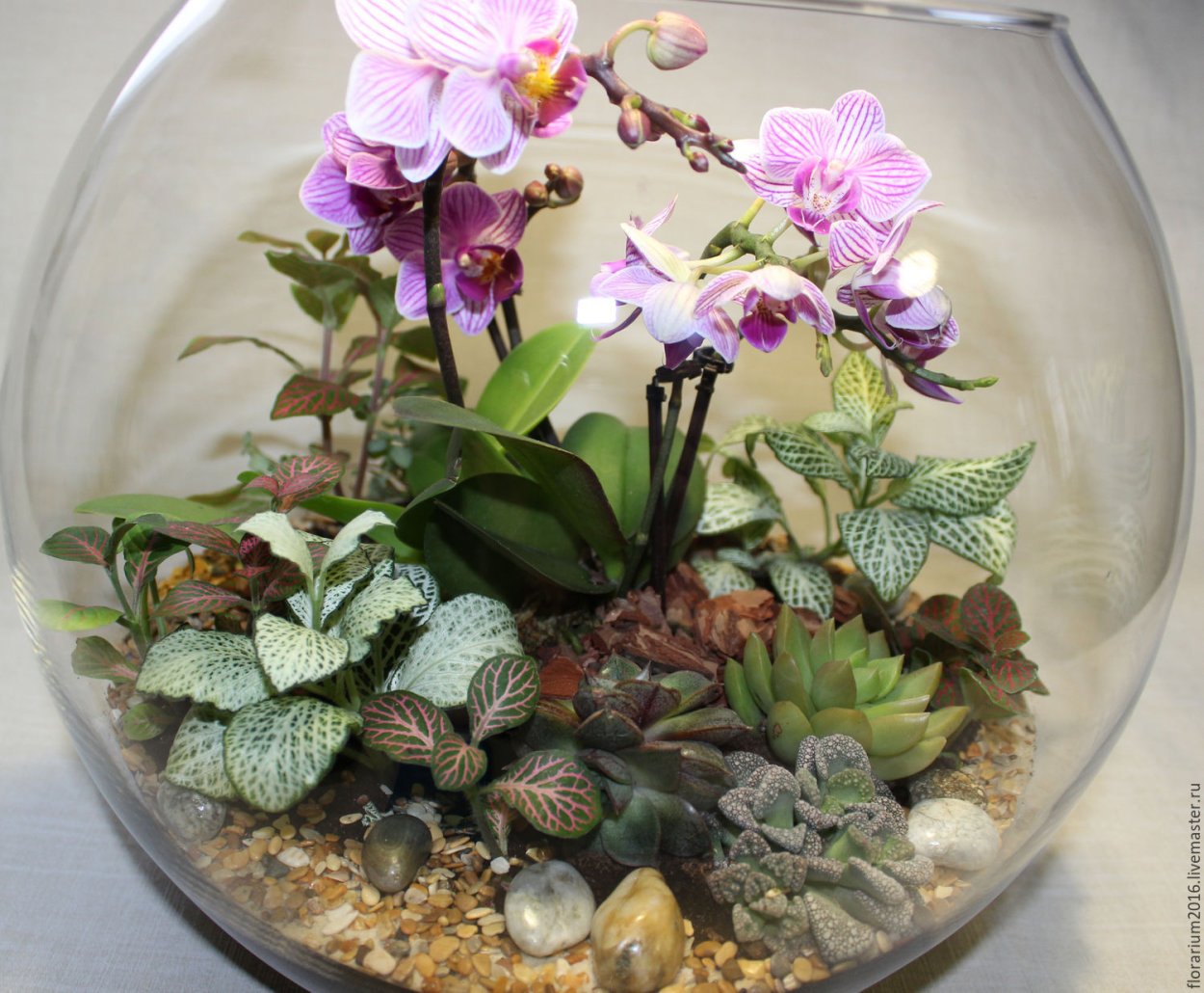Флорариум с орхидеями