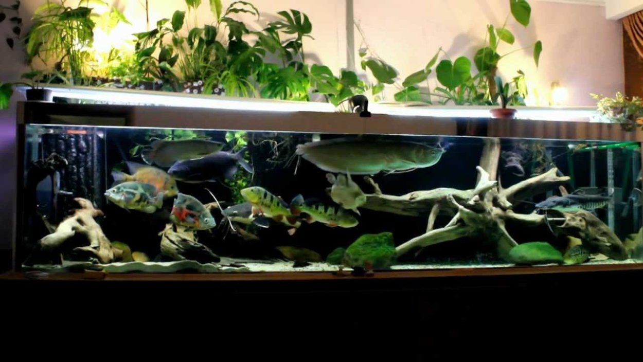 Террариум для орхидей