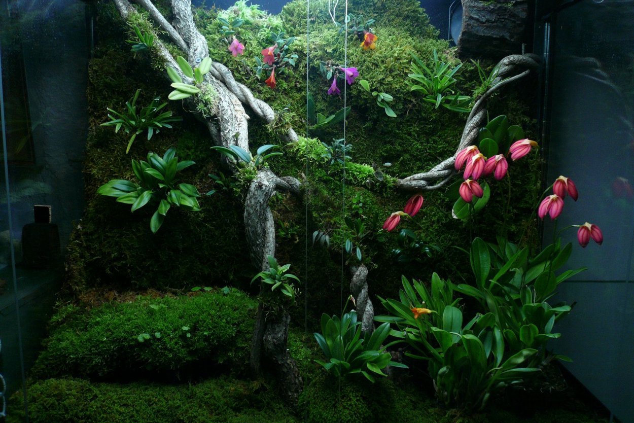 Орхидариум вивариум