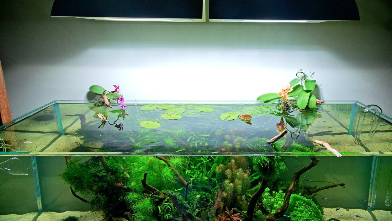 Орхидея в аквариуме с рыбками