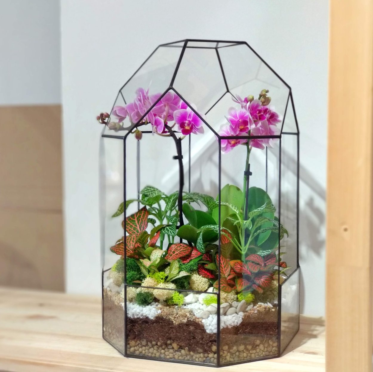 Орхидея во флорариуме