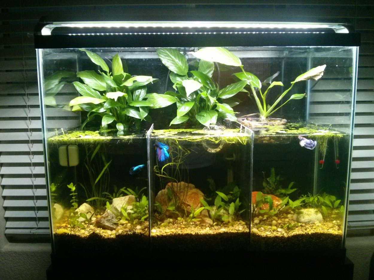 Обустройство орхидариума