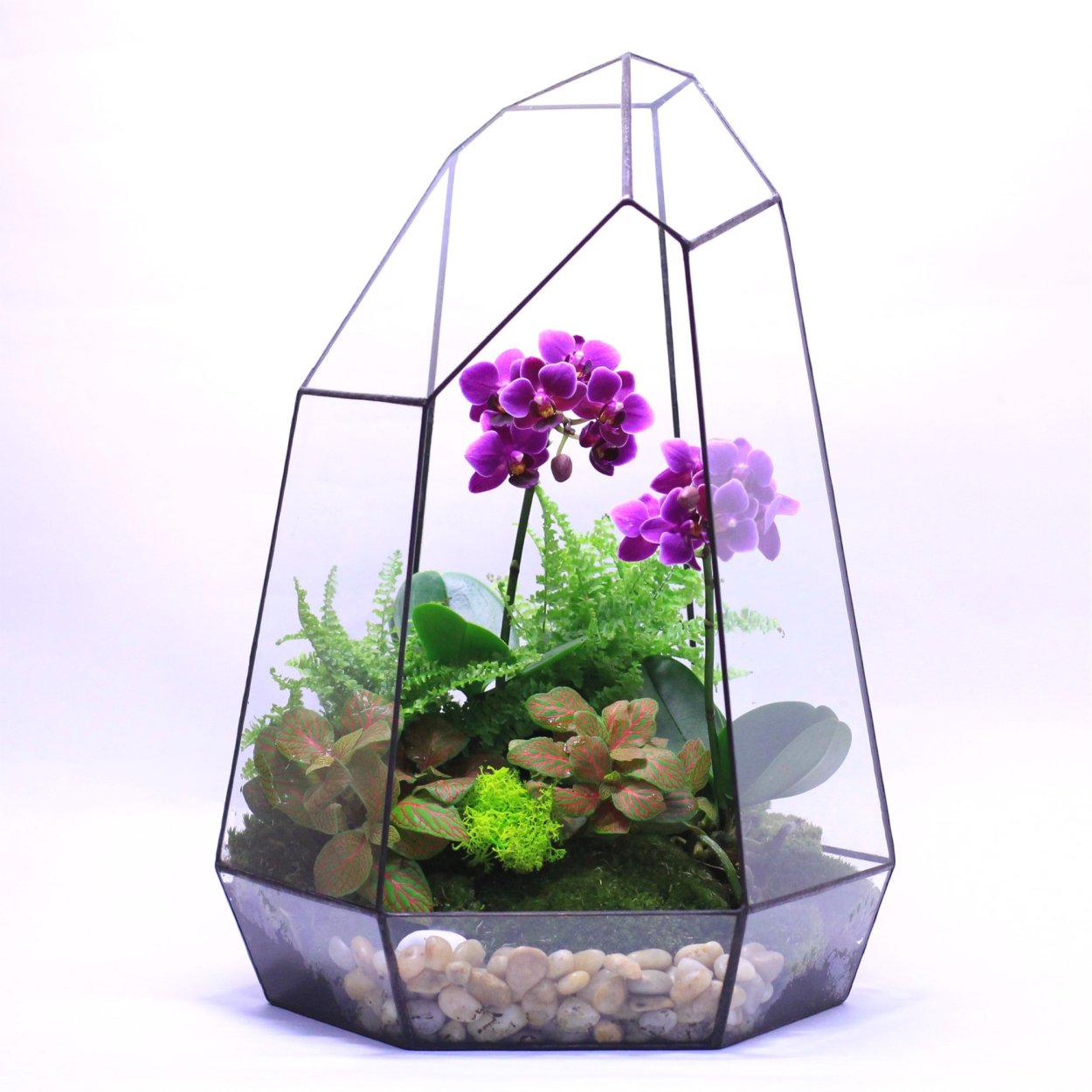 Палюдариум с тилландсиями