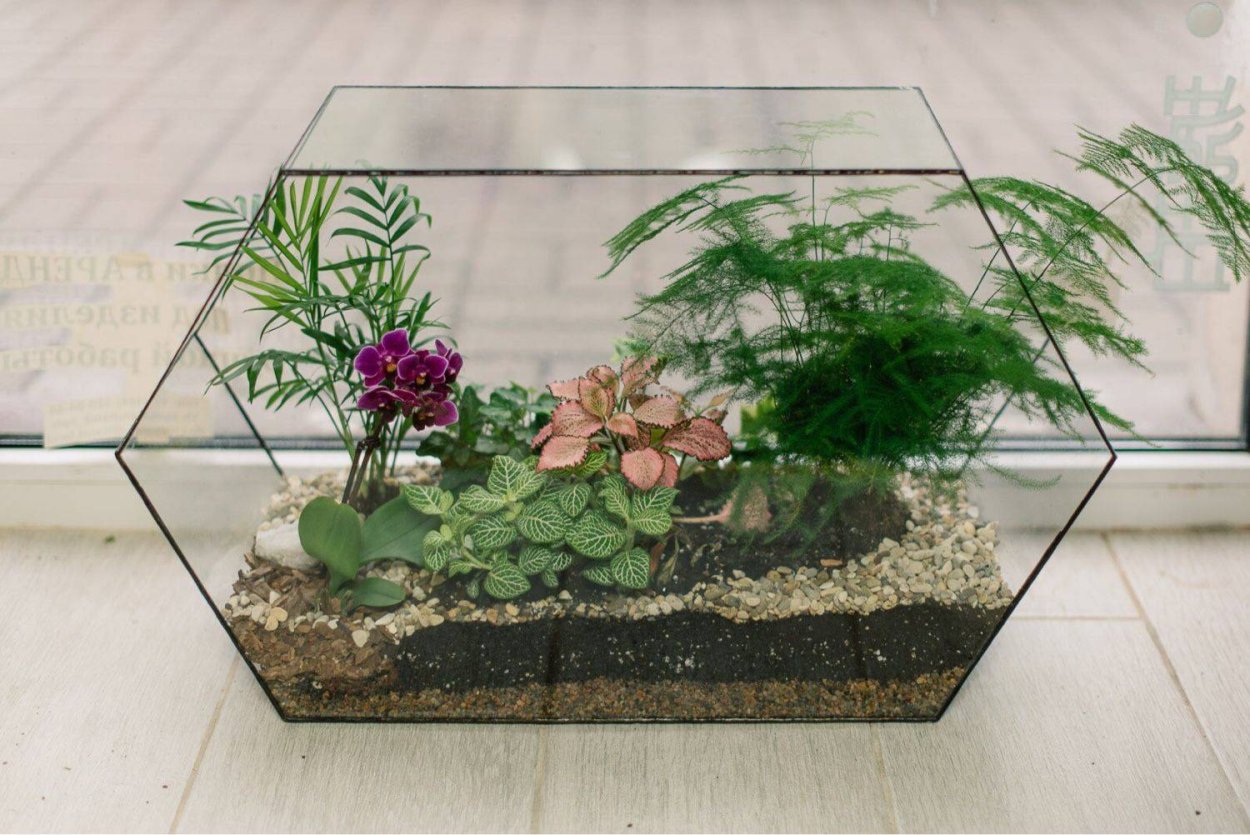 Фаленопсис во флорариуме