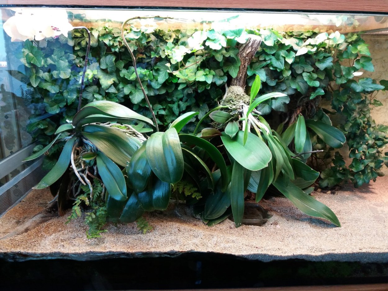 Орхидея в аквариуме