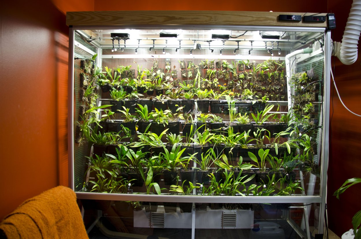 Полидариум аквариумный