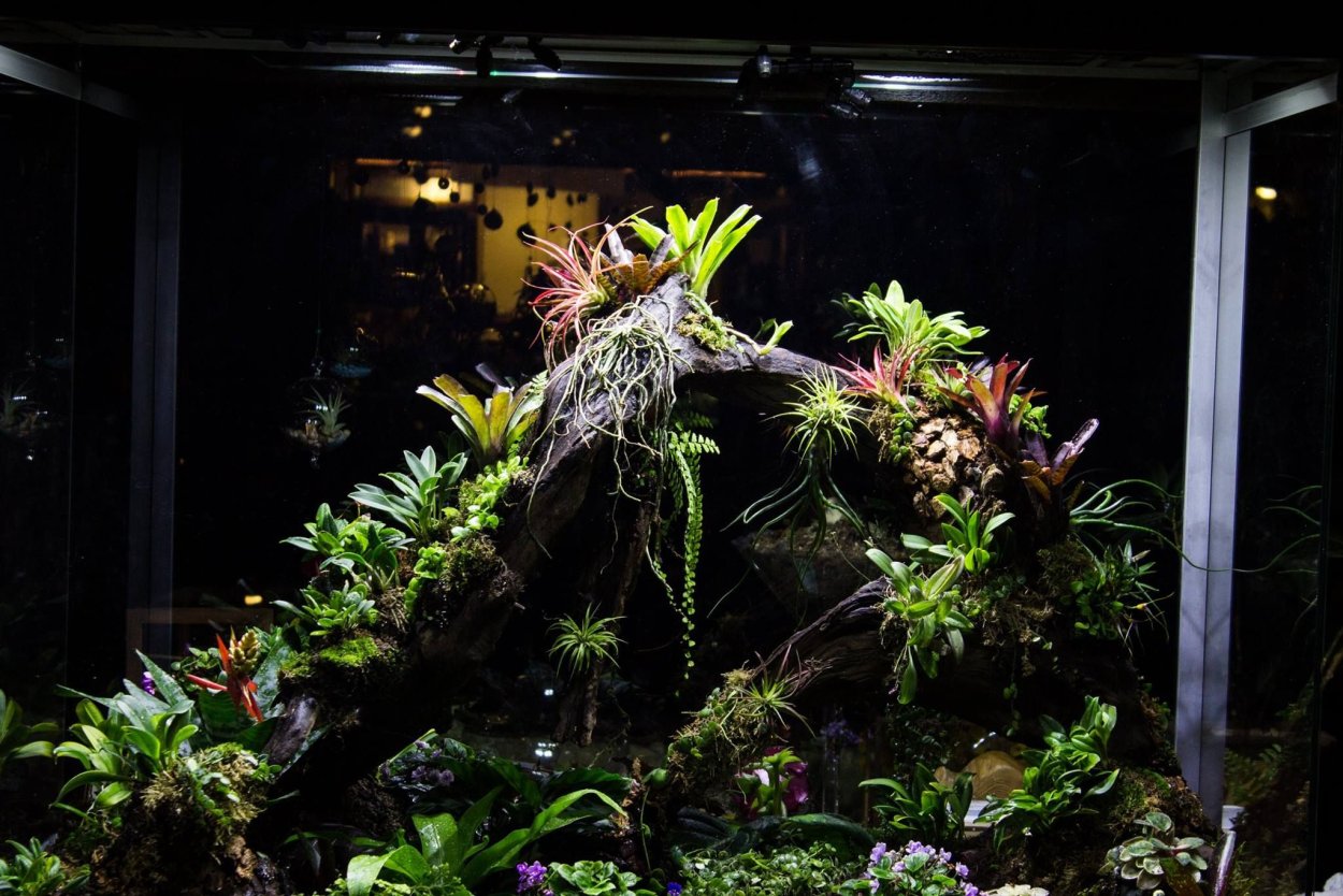 Палюдариум бонсай