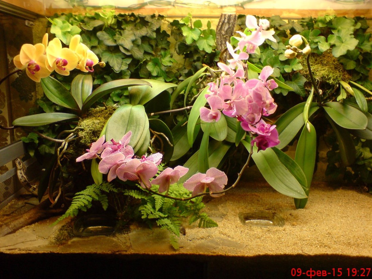 Камбрия орхидариум