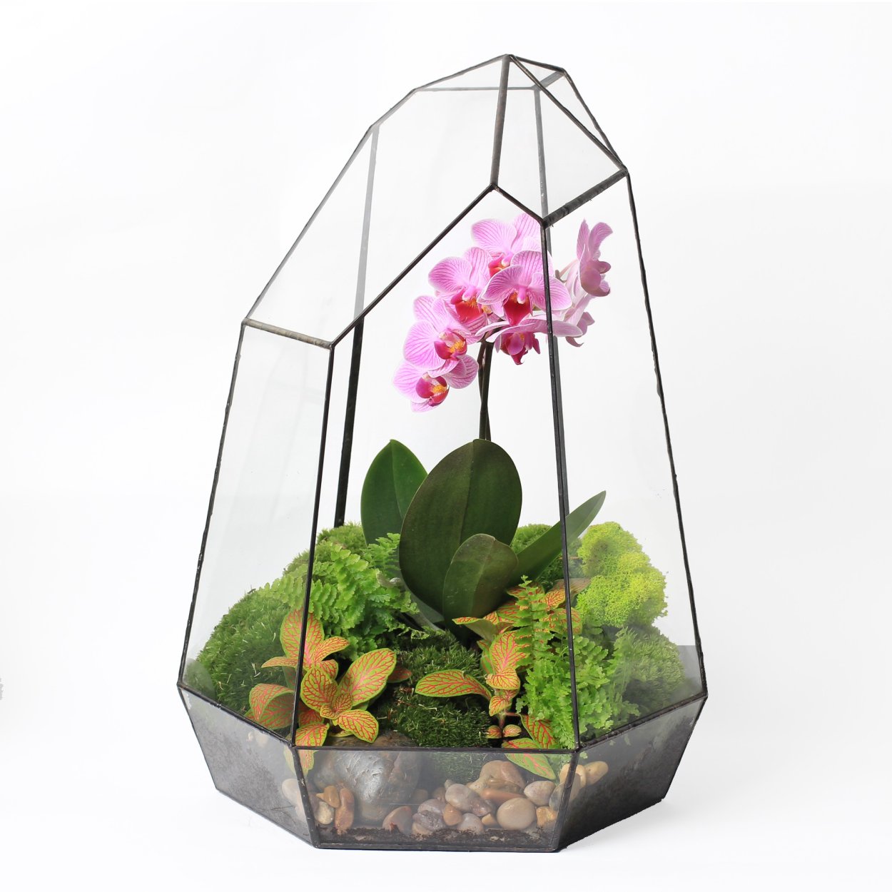 Флорариум с орхидеями