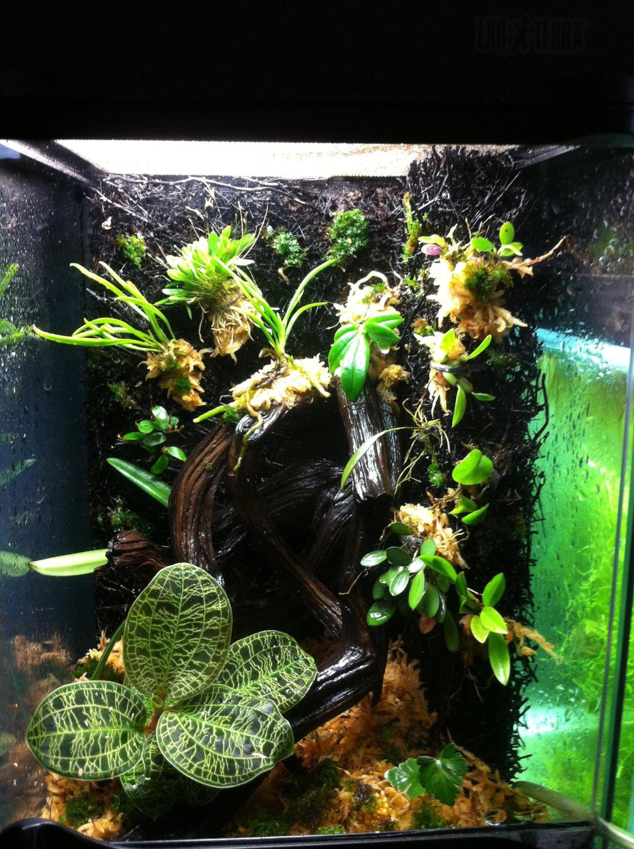 Палюдариум с орхидеями