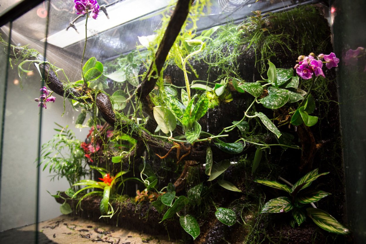 Палюдариум вивариум