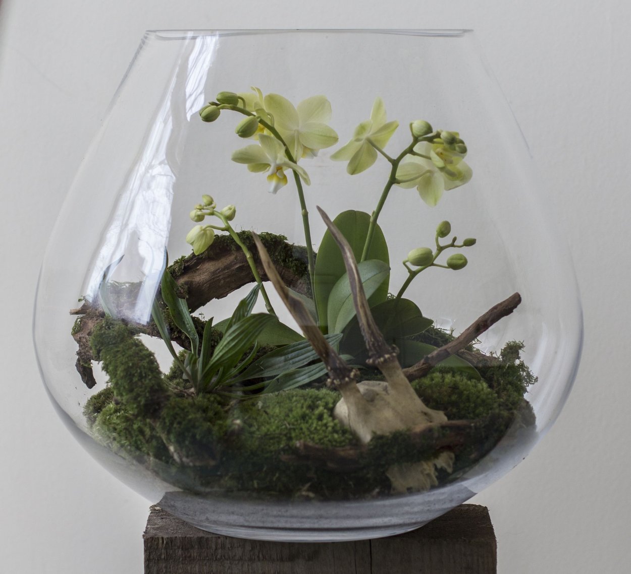 Флорариум папоротник бегония
