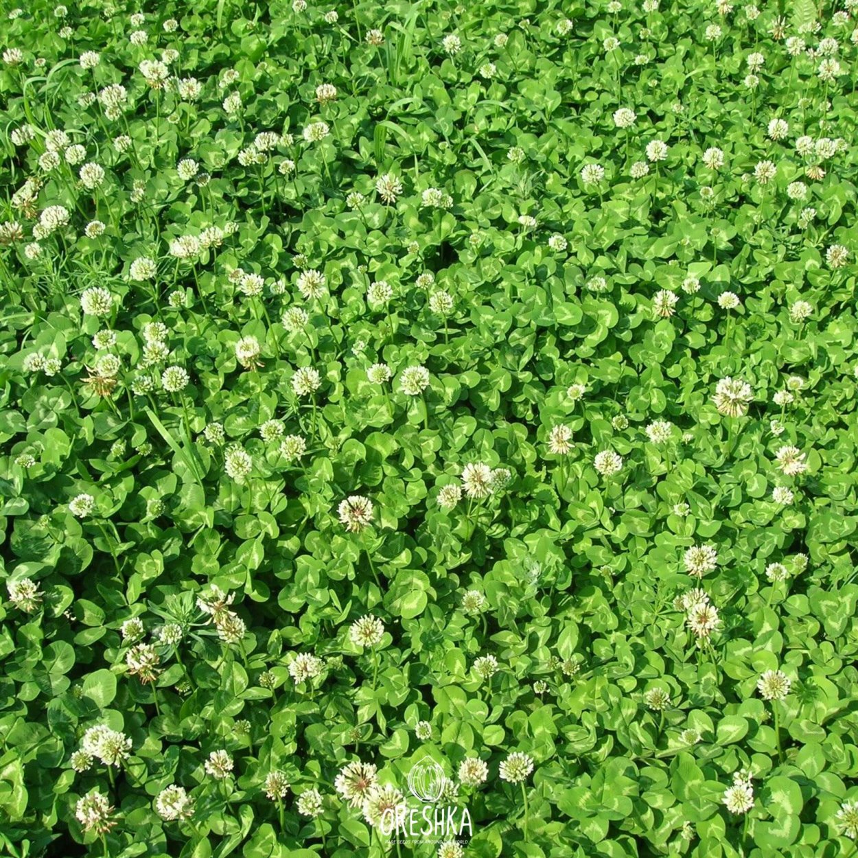 Клевер белый Ривендел