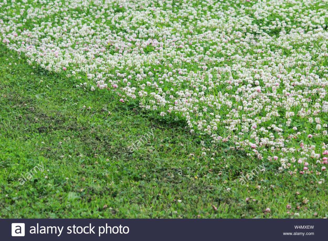 Газон Клевер белый ползучий