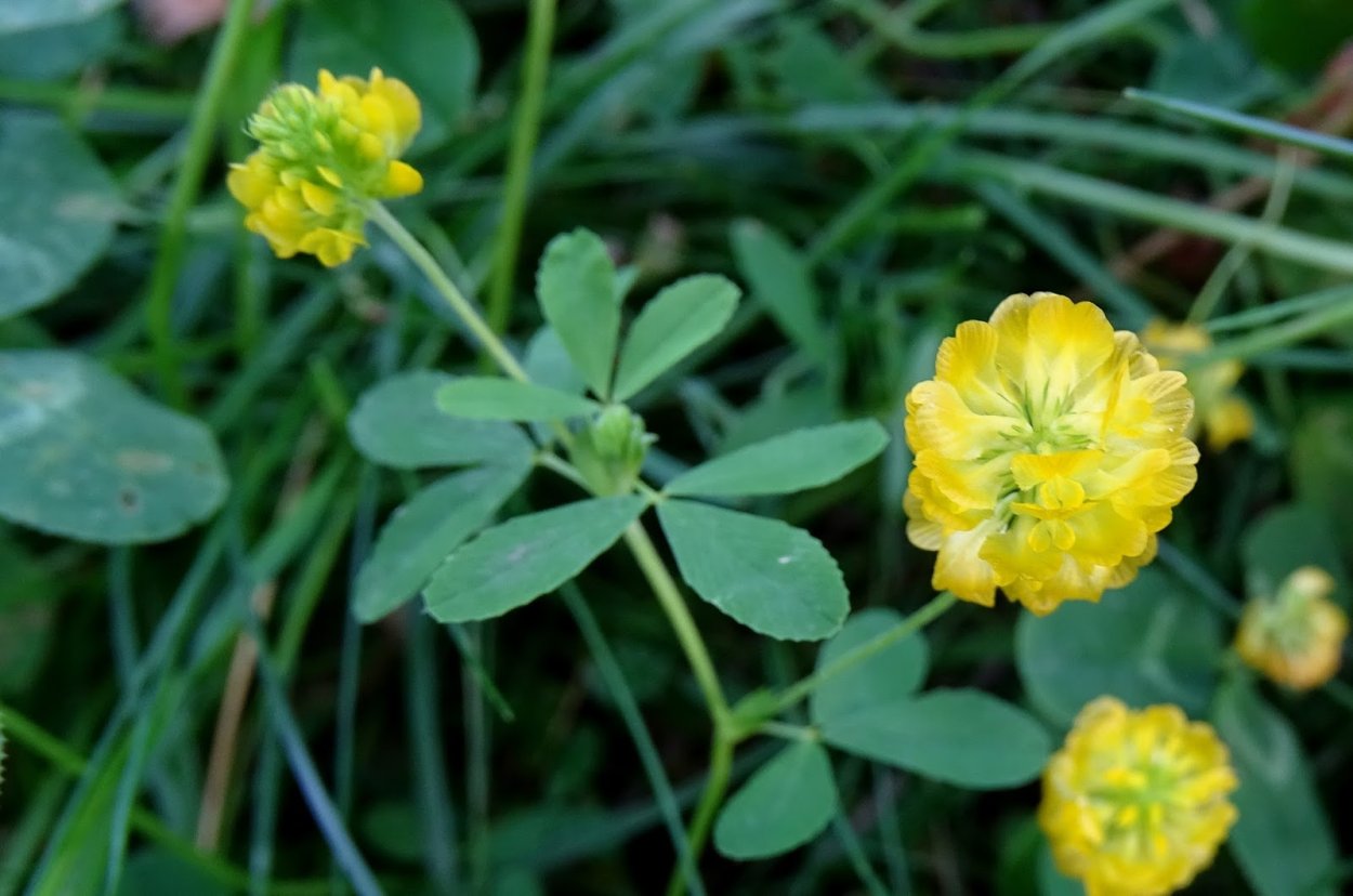 Клевер Пиполина