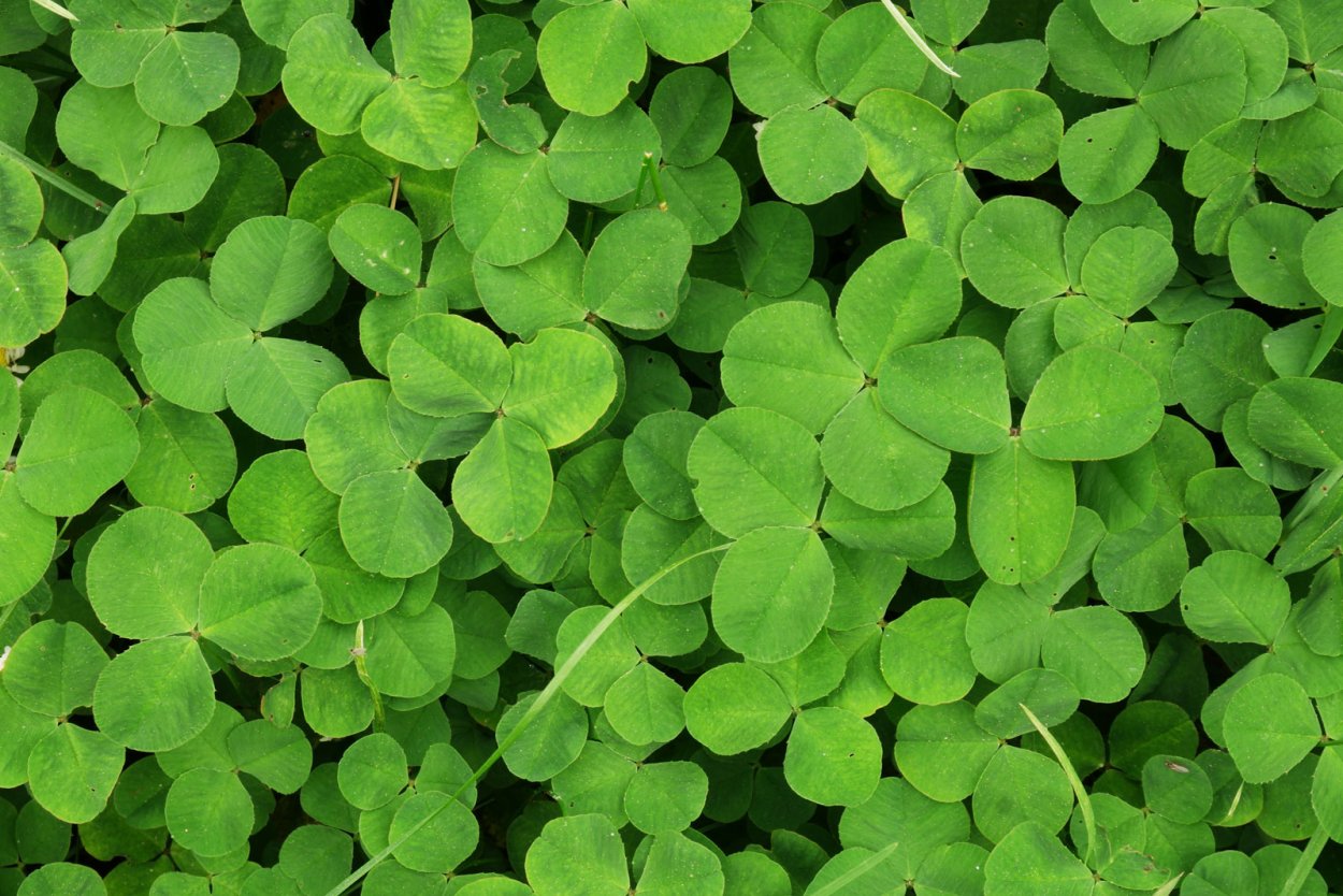Клевер зеленый лечебное растение
