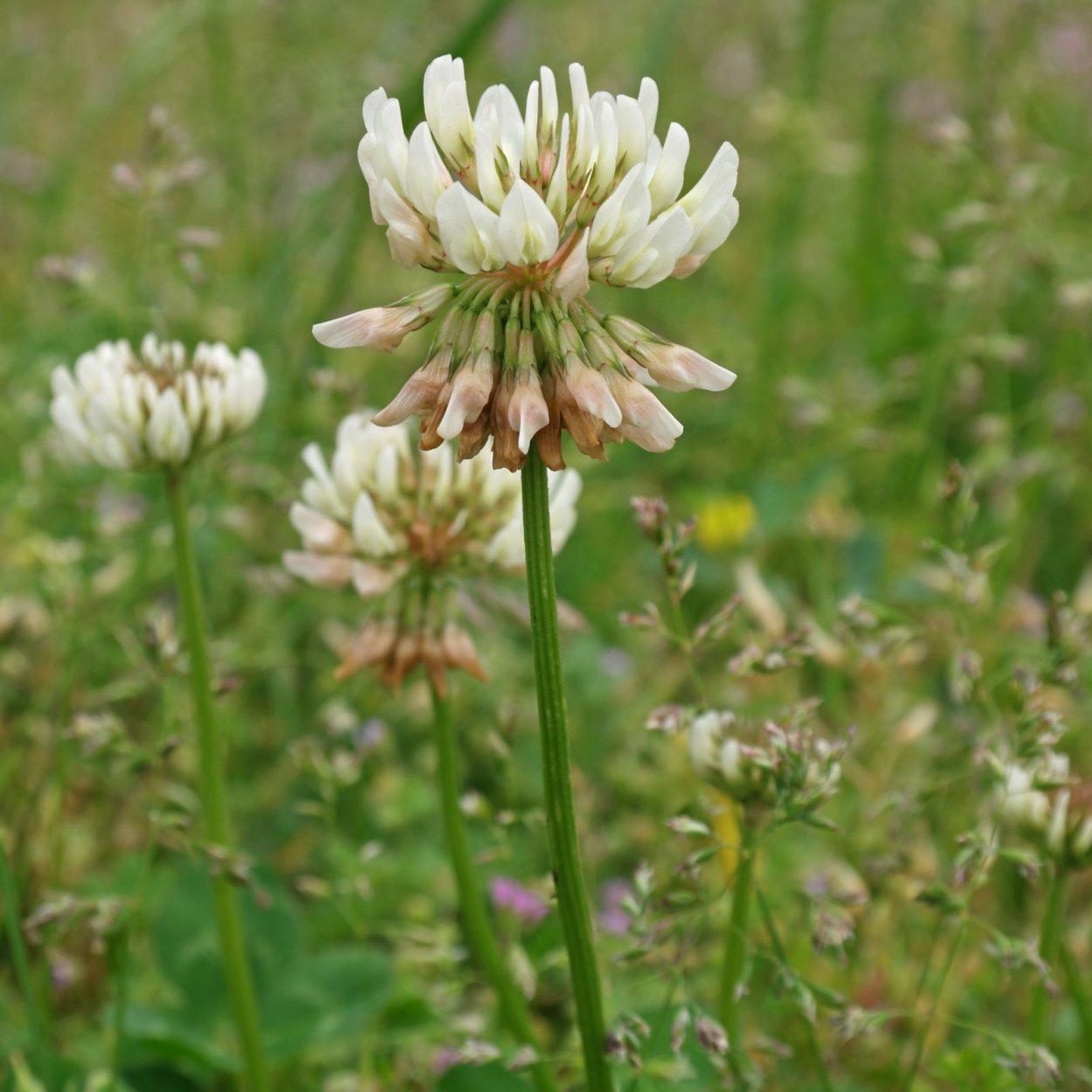 Флаг Канады с клевером 4