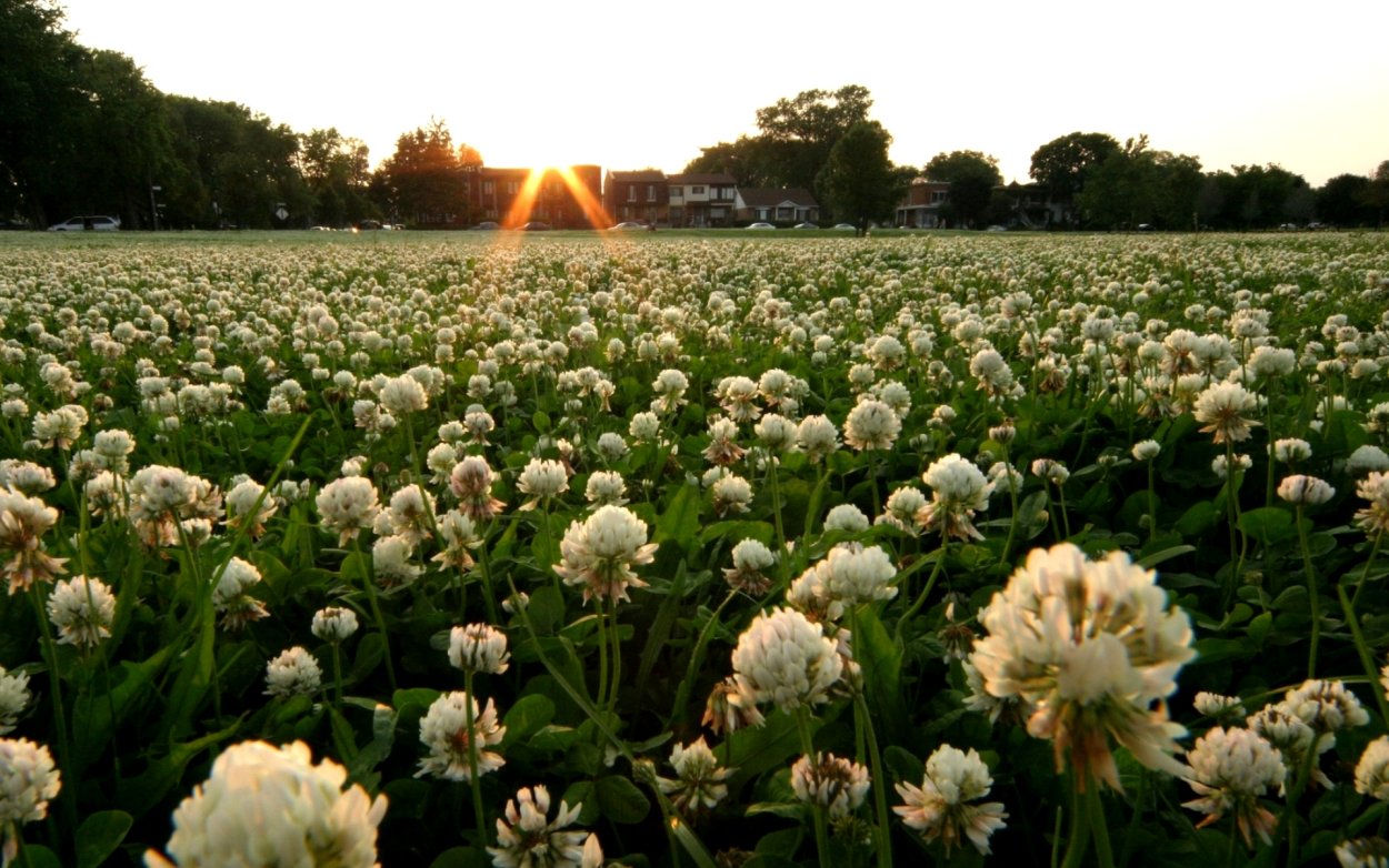 Микроклевер желтый